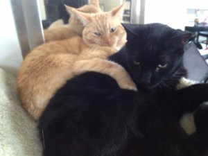 cats hug