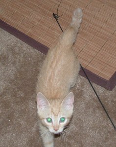 Portrait of a Petective as a young kitten