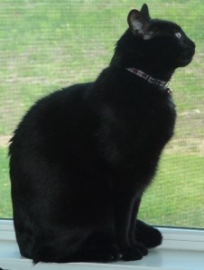 Yoshi looking thoughtful