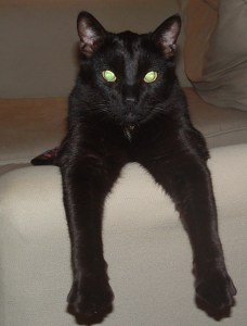Black cats rule!!!