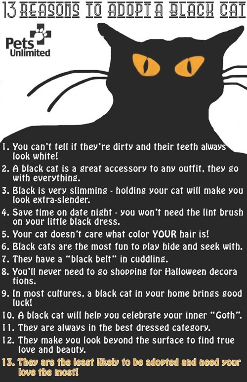 Reasons to adopt a black cat