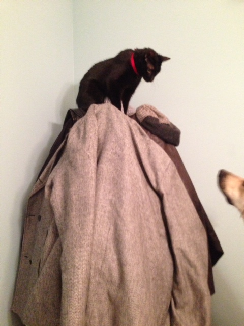 Yoshi talks to our dog from on top of the coat rack 