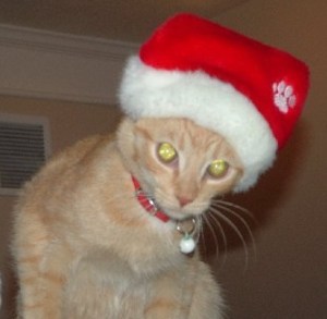 Gatsby in his Santa Hat