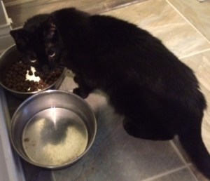 Hey! Stop eating the dog's food!